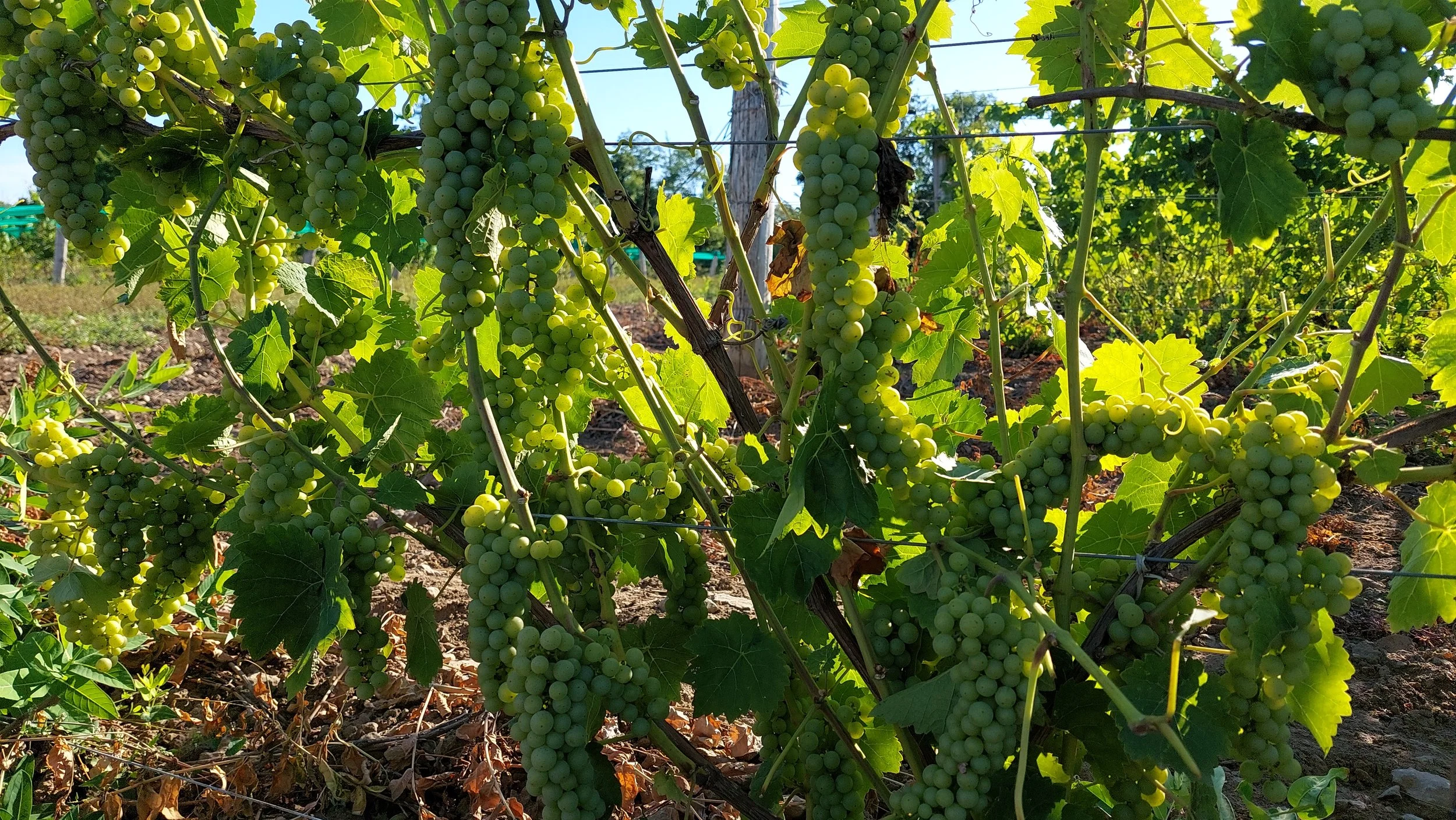 Vidal Grapes.jpg