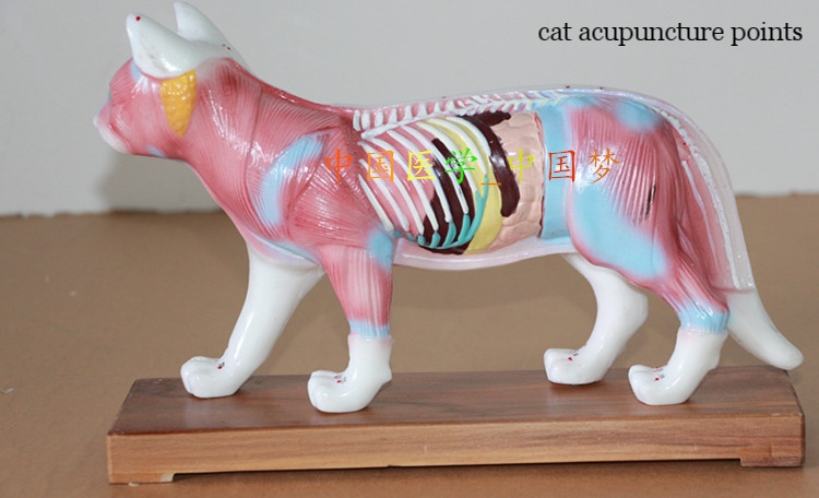 -font-b-Cat-b-font-acupucture-point-font-b-model-b-font-font-b-cat.jpg
