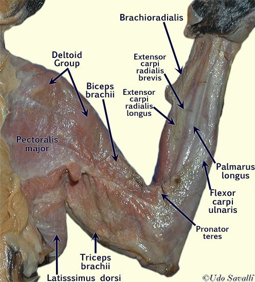 2294132c1a953fbded2e45cd31015a4a--arm-muscles-gross-anatomy.jpg