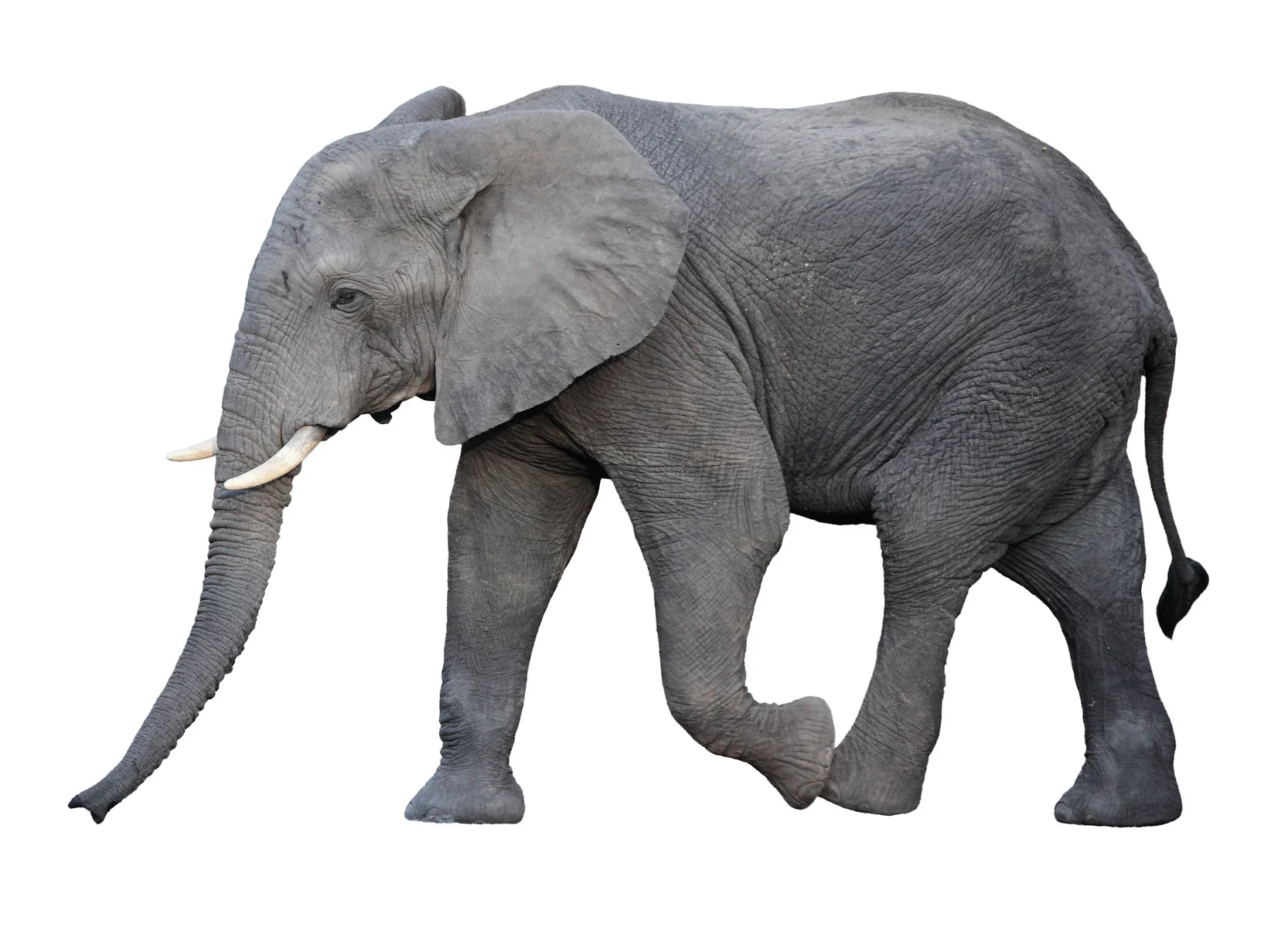 How generic was your elephant?