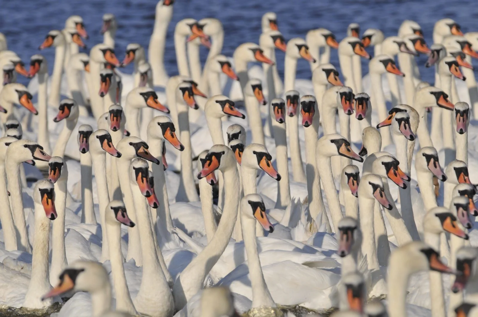 A large ample size of white Swannery denizens