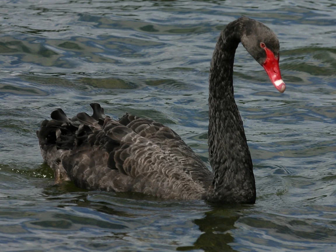 Cygnus atratus : a large black waterbird from Australia