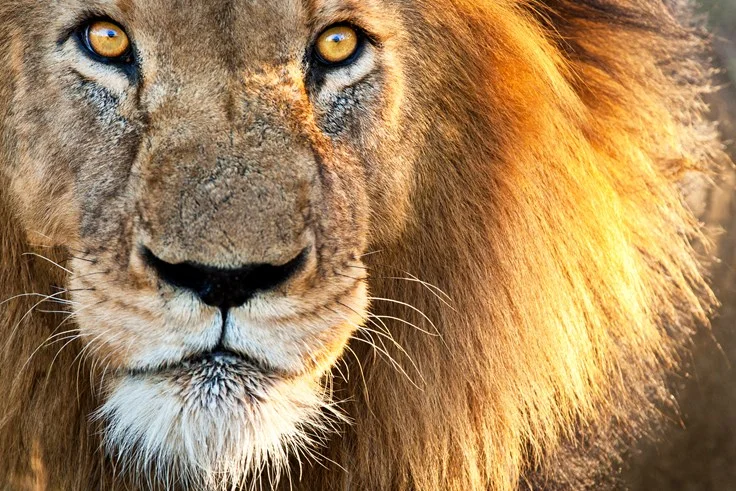 little-known-lion-fact.jpg