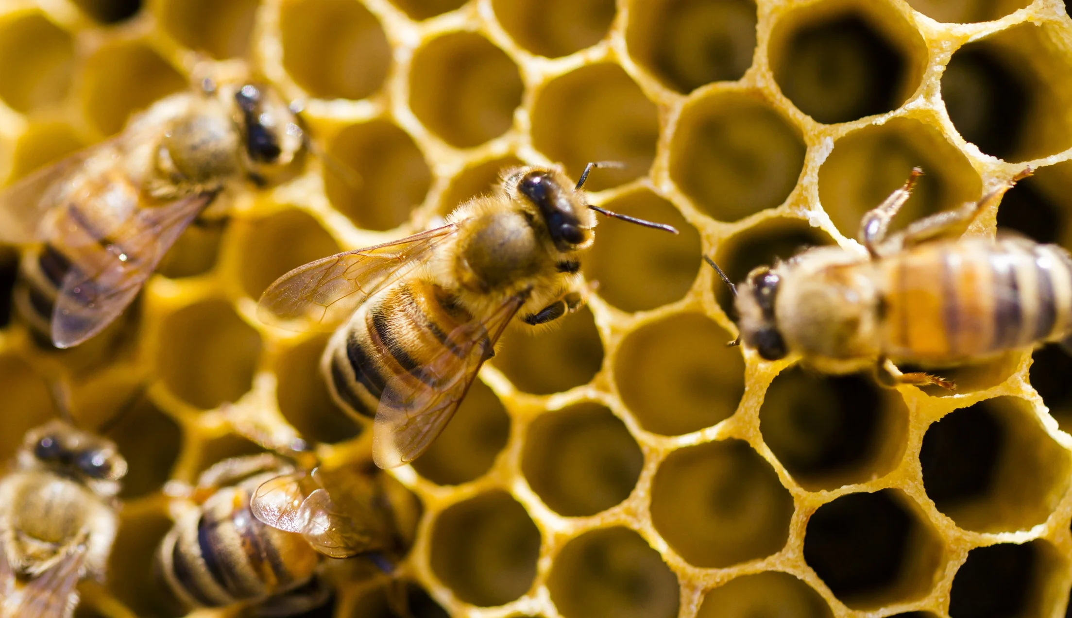 Animal Extended Phenotypes also include: bee honeycomb, beaver dams, and bird nests . Photo: unknown