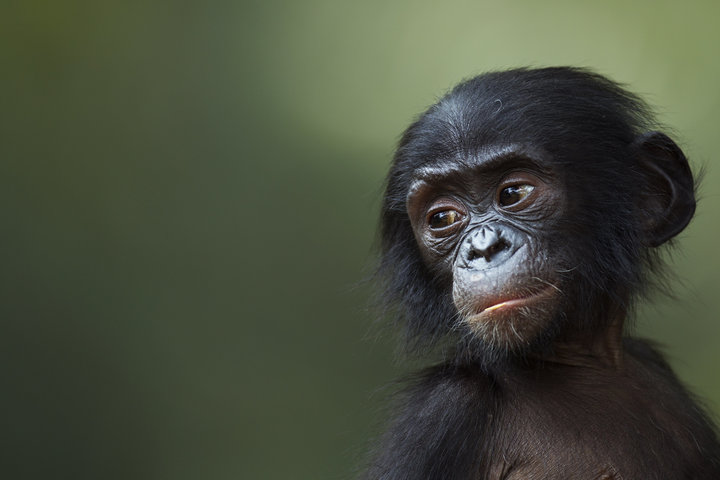 Another smart ape that relies on instincts/intuition... a young Bonobo from the Congo Basin