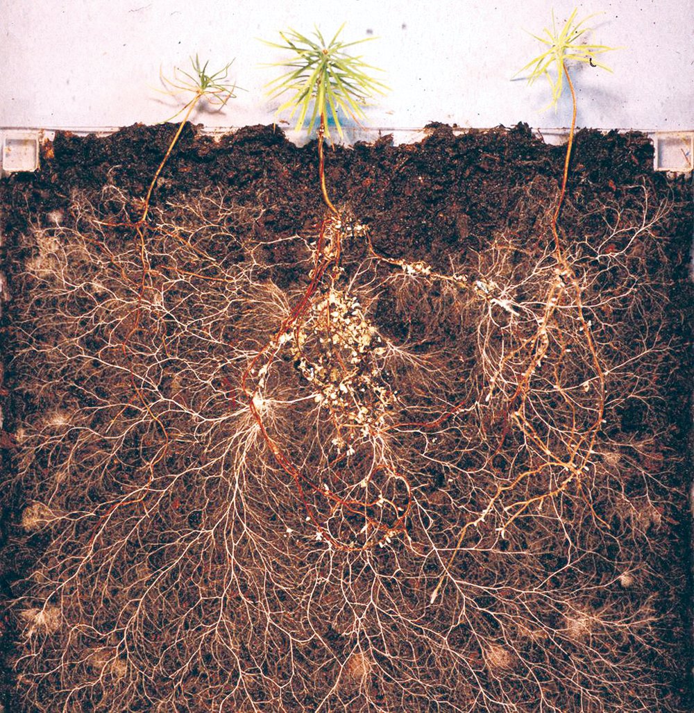 MycorrhizalFungi-web.jpeg