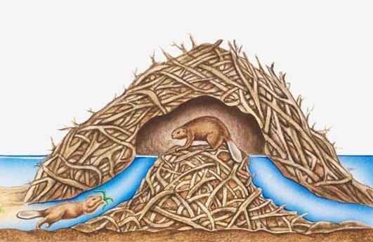 Beaver dam nest 