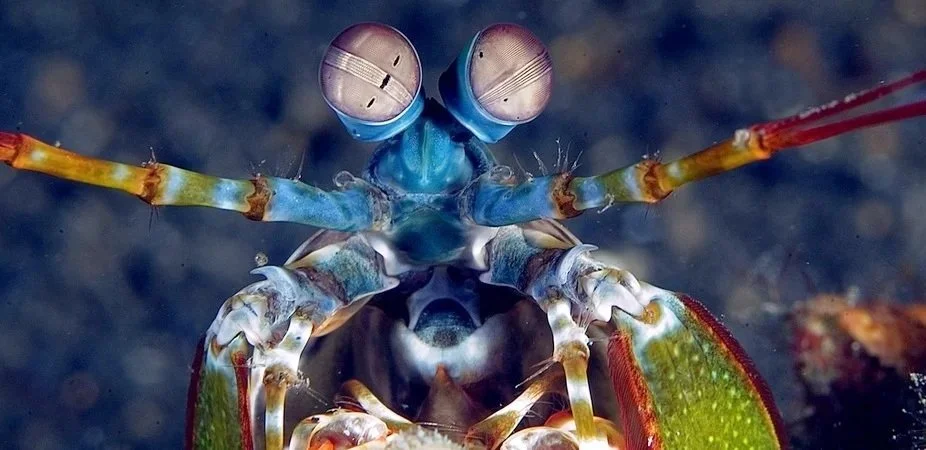 mantisshrimp.jpg