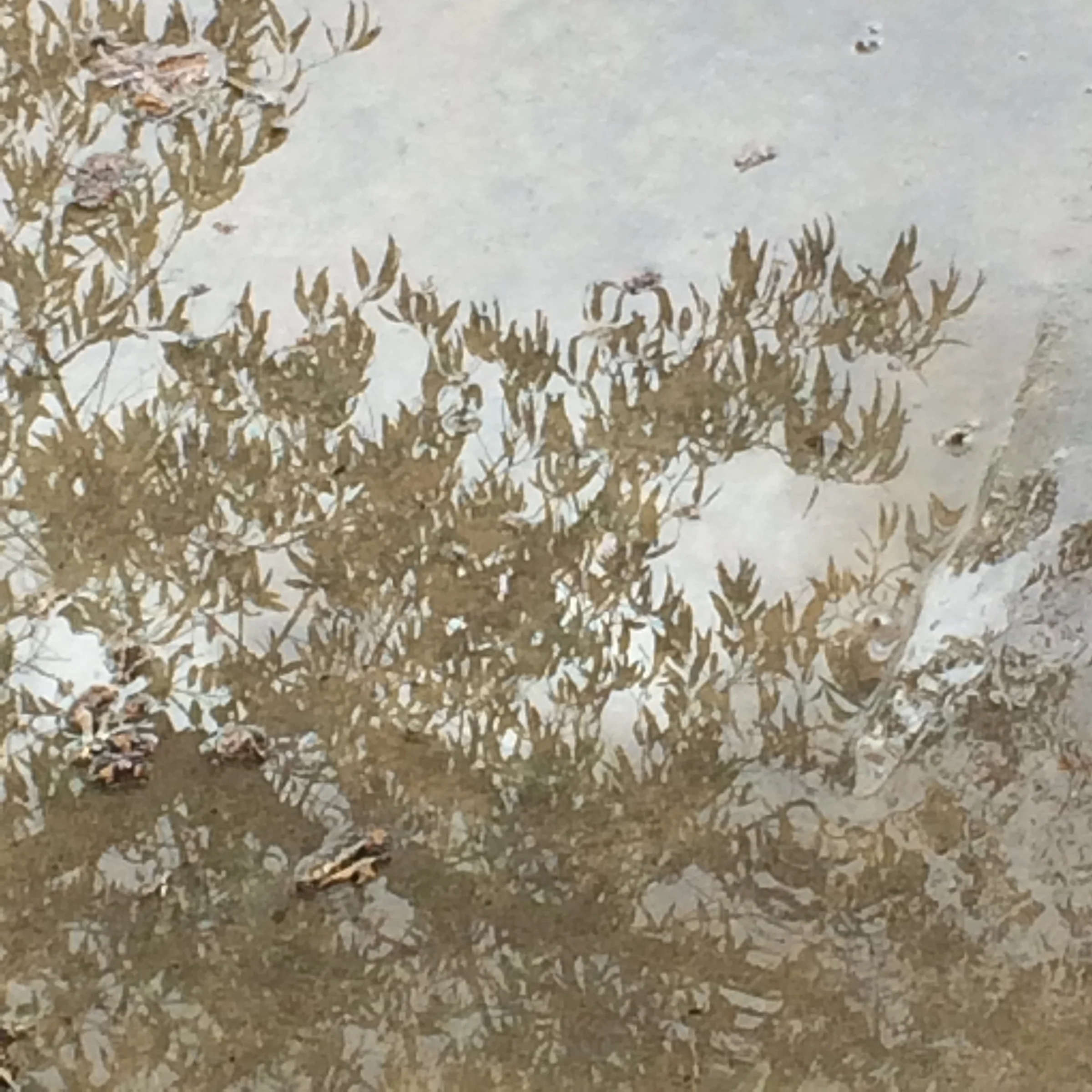 LEAVES AND WATER REFLECTED