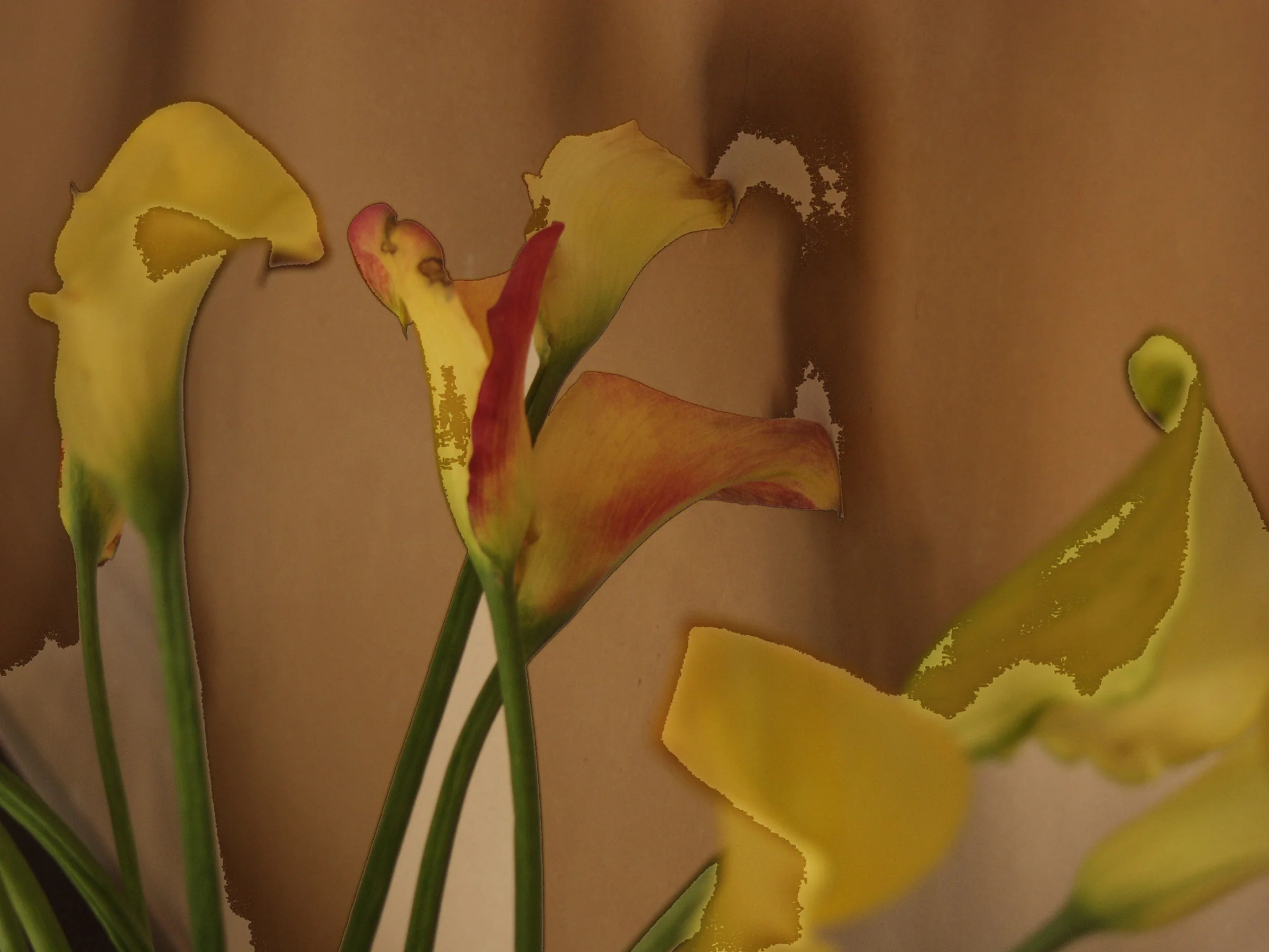 ABSTRACT FLOWERS