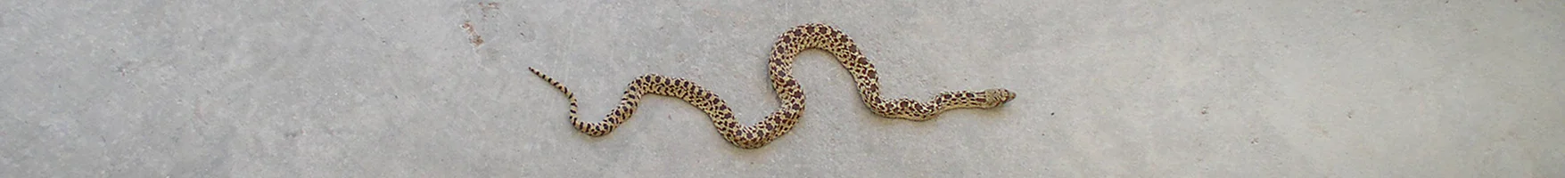 SNAKE IN BACKYARD