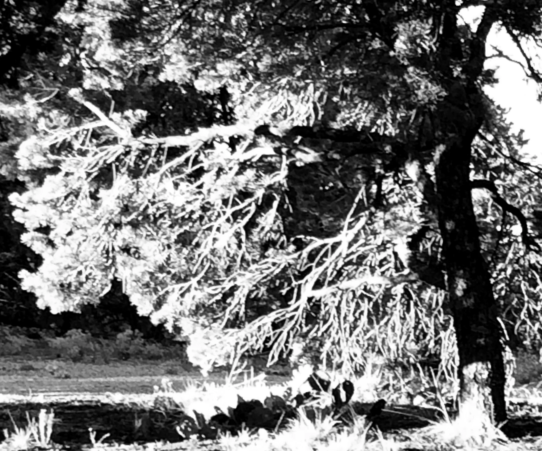 STARK TREE