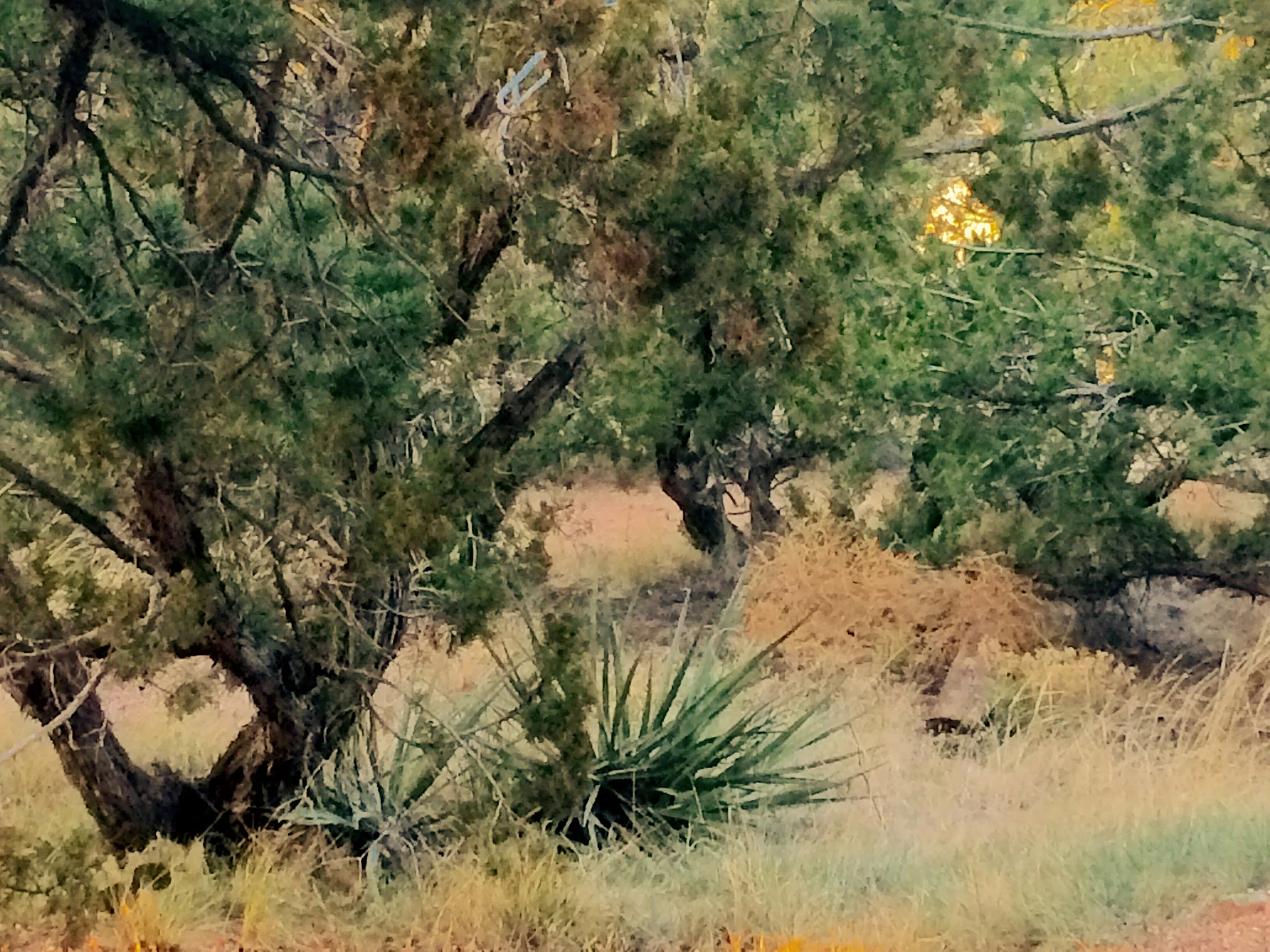 TREE GROUPING