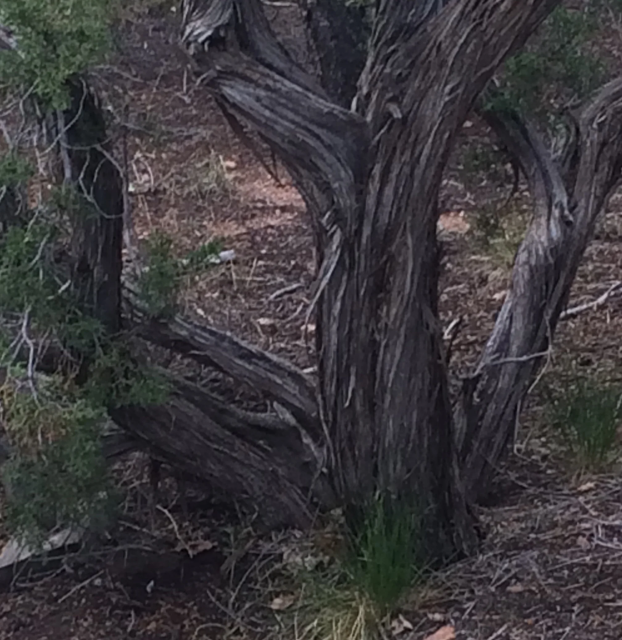 MAY BACKYARD #4