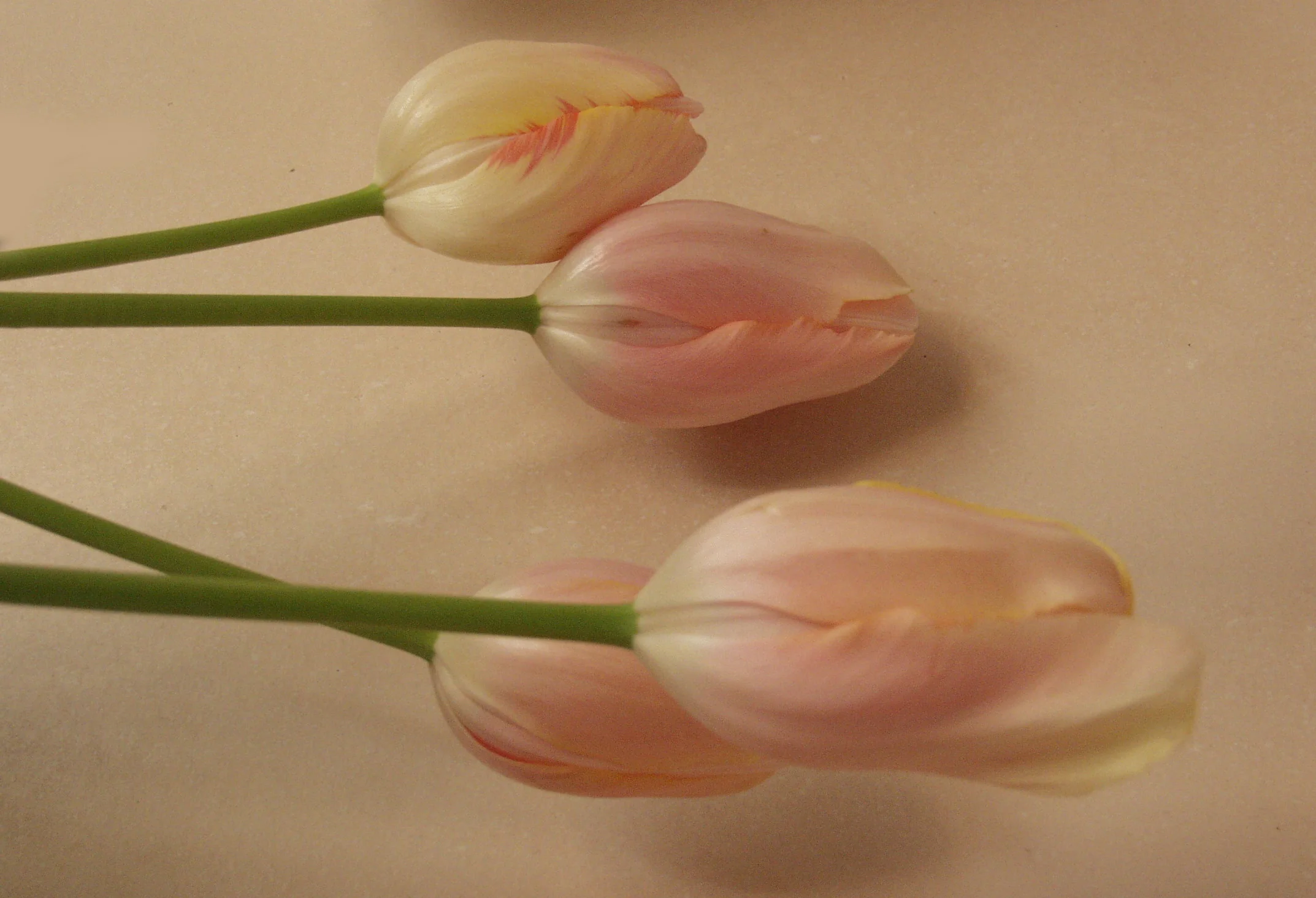 tulips original .jpg