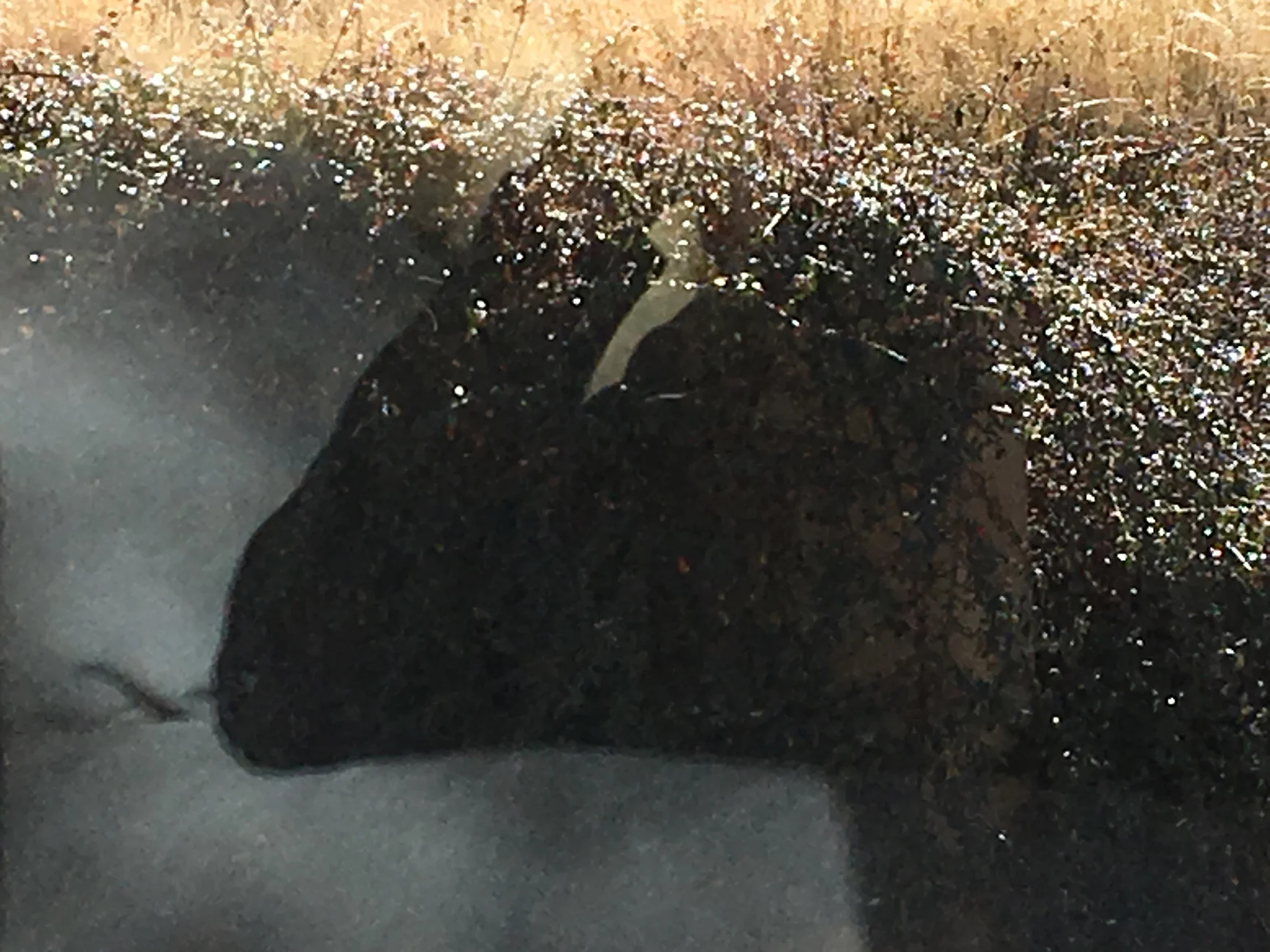 BUFFALO SHADOW