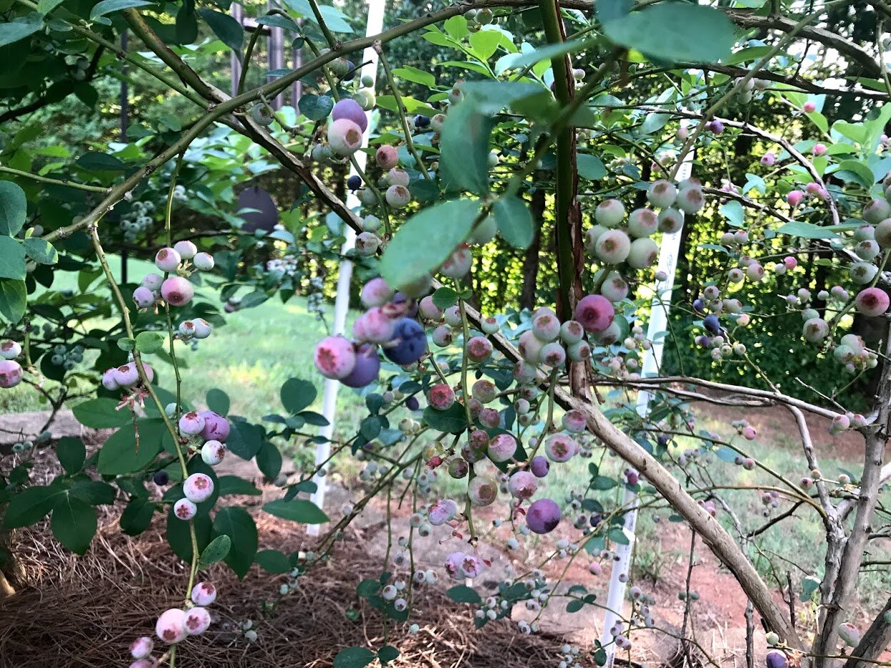 blueberry bush.jpg