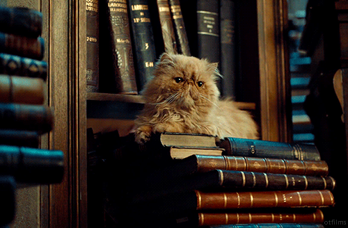 Cats & Books are the best combo.