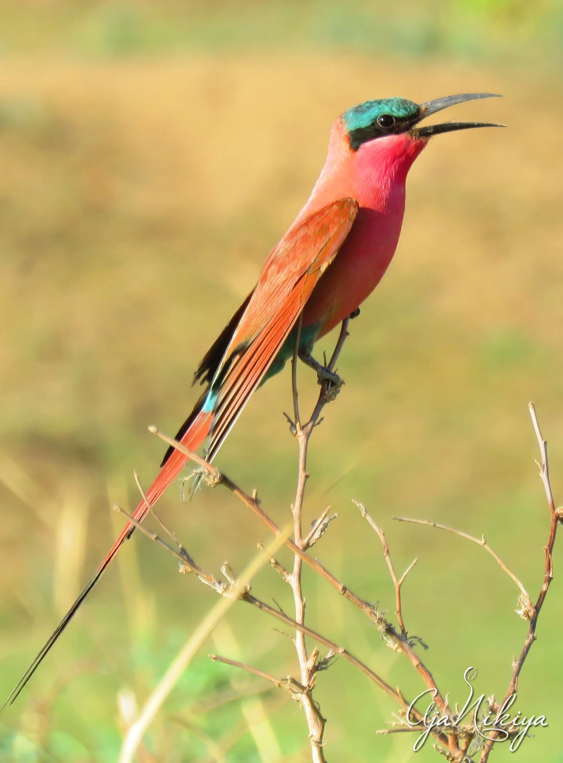 1bird.jpg