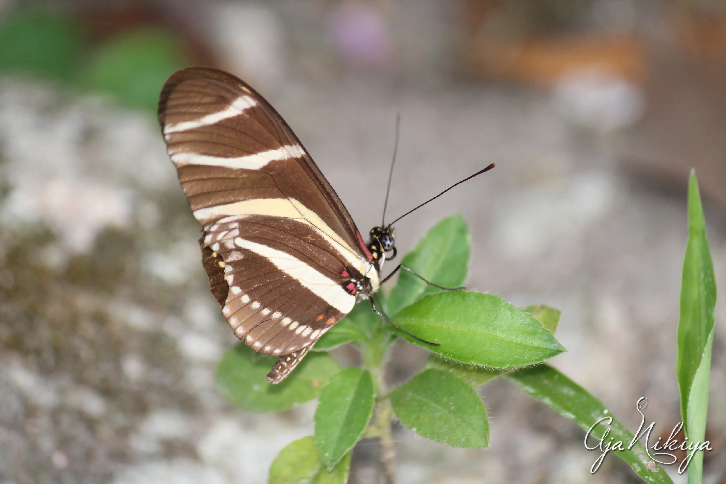 butterfly.jpg