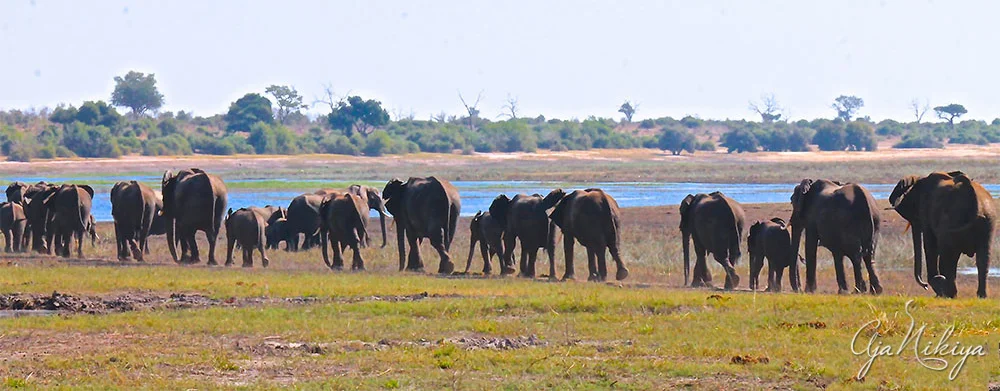 ElephantsWalking_Final-Recovered.jpg