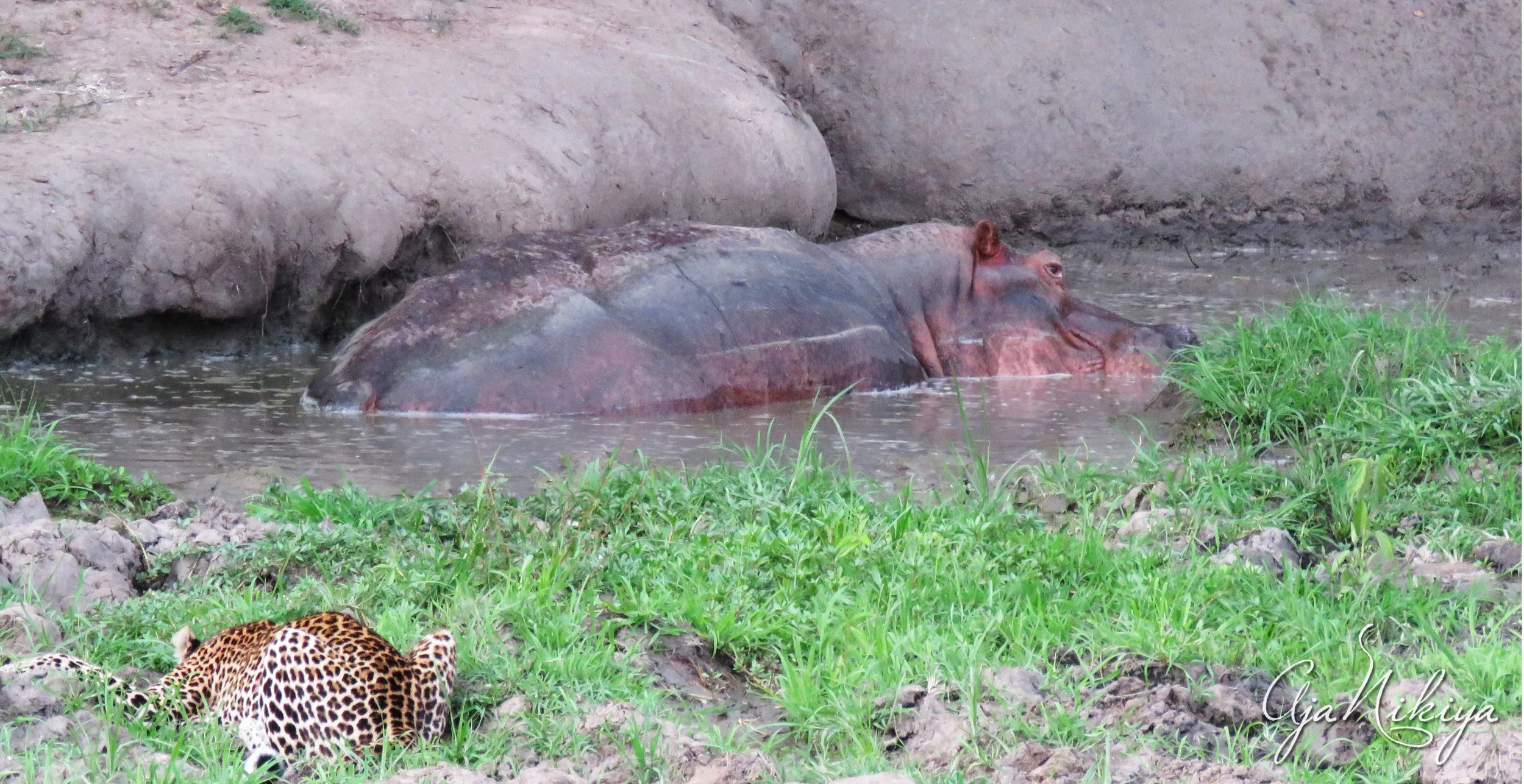 hippoleopard.jpg