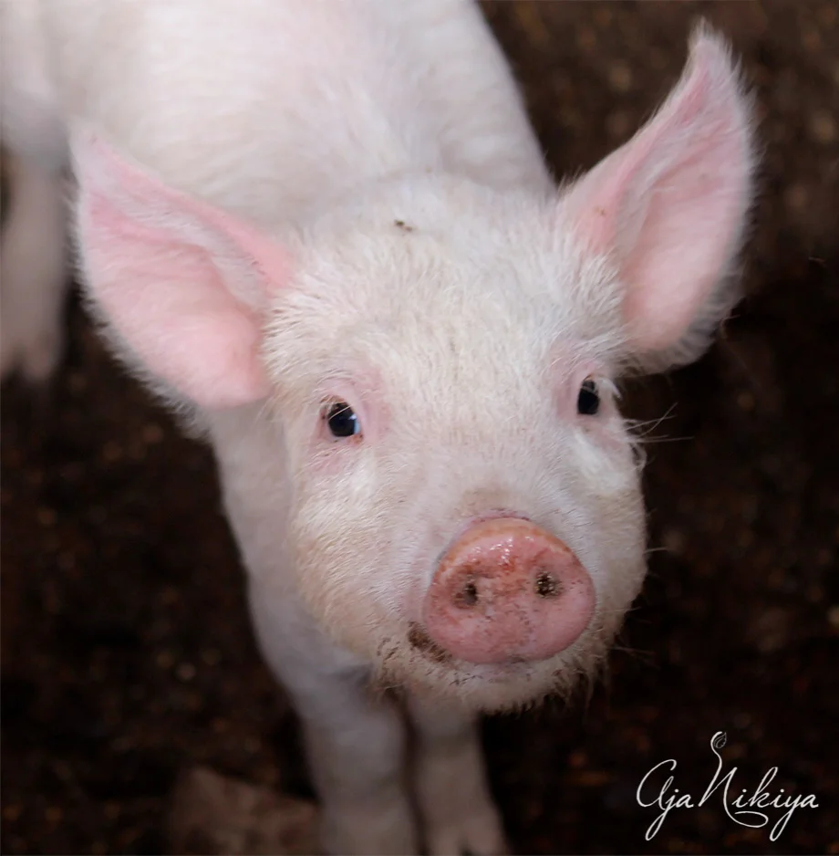 piggy.jpg