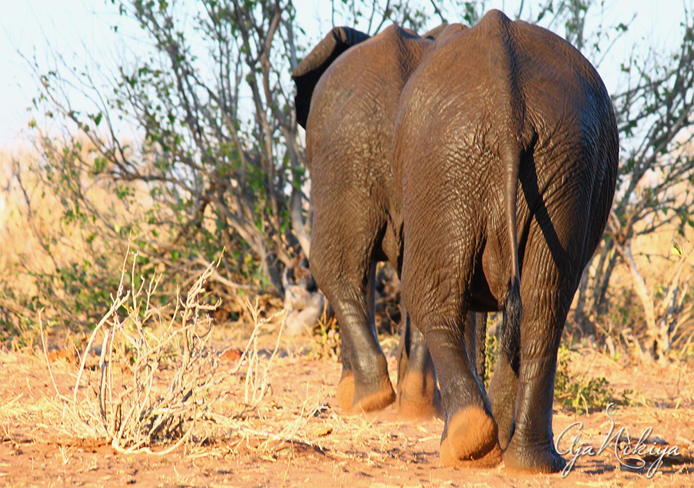 wetelephants.jpg