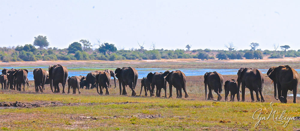 ElephantsWalking_Final.jpg