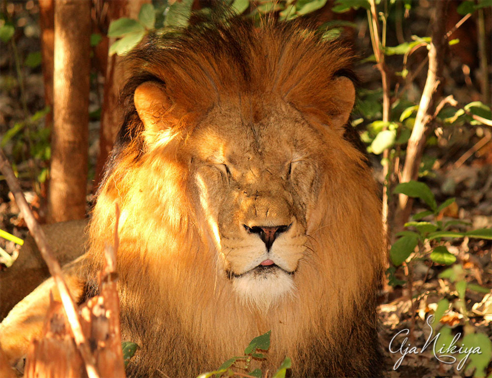 Lion_Final.jpg