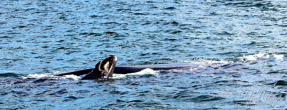 RightWhales.jpg