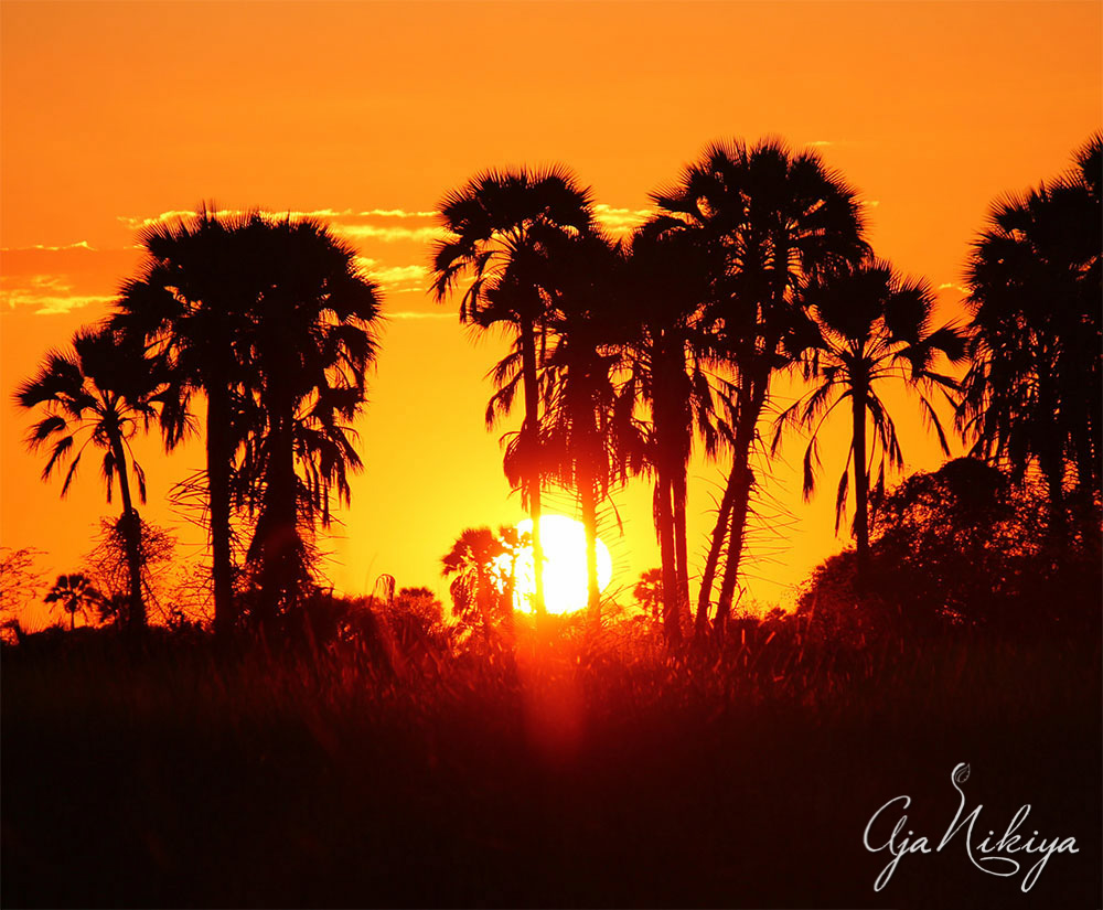 palmtrees.jpg