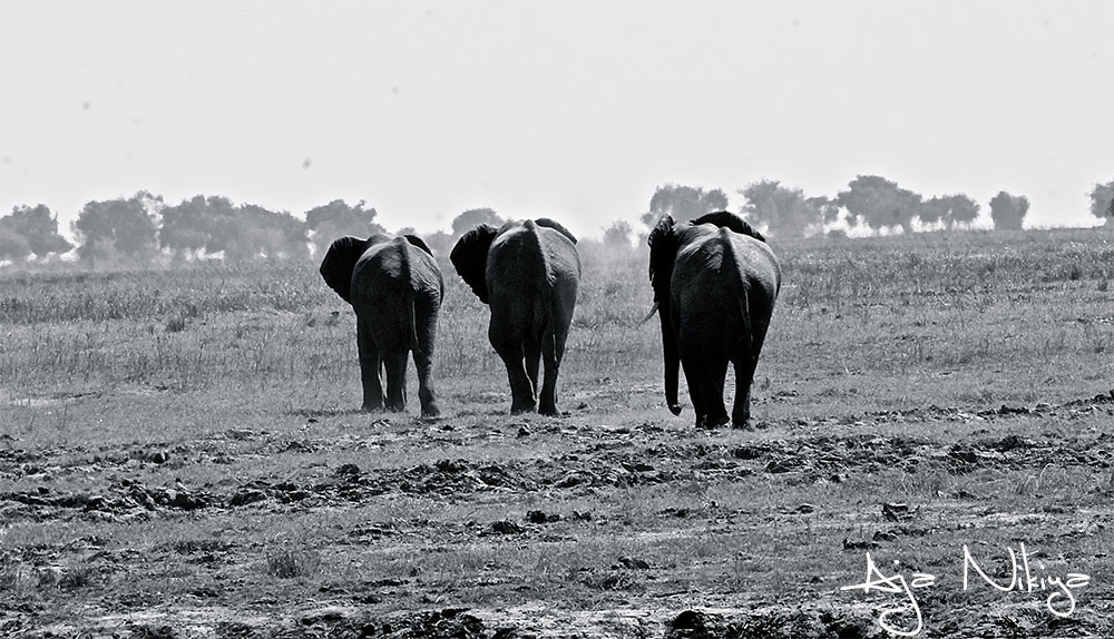3eles.jpg
