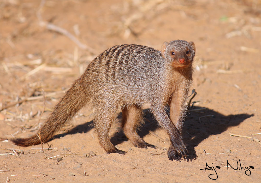 Mongoose_Final.jpg