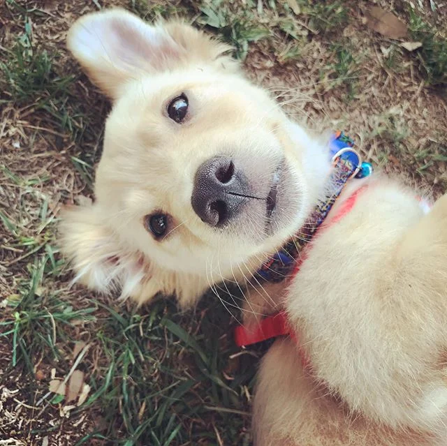 Just in case anyone is looking for the next super hero, he's right here! This baby boy amazes me everyday. He has been through so much in his short time on earth and he keeps going with such high spirits and energy. X-men, Xander Cage, John Wick and 