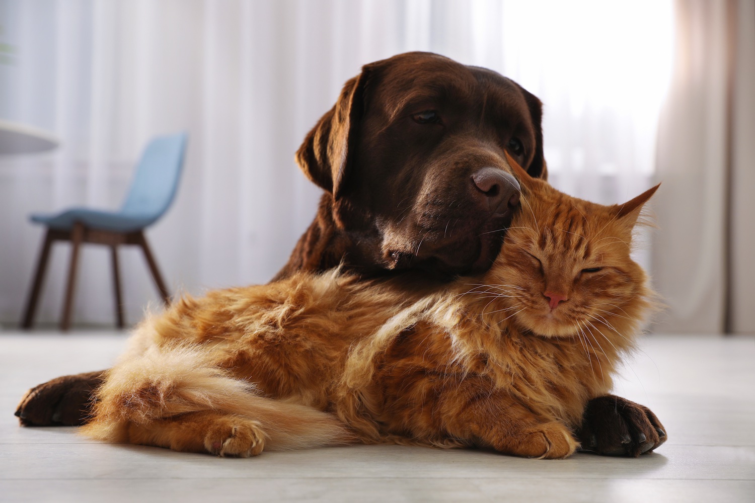 dog and cat image option 1.jpg