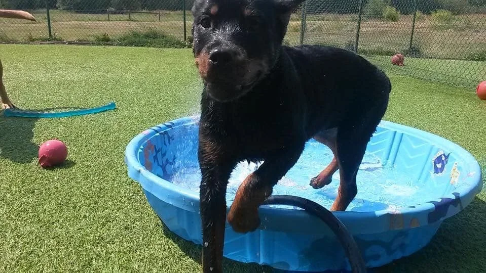 Pain Management and Healing from Musculoskeletal  Trauma