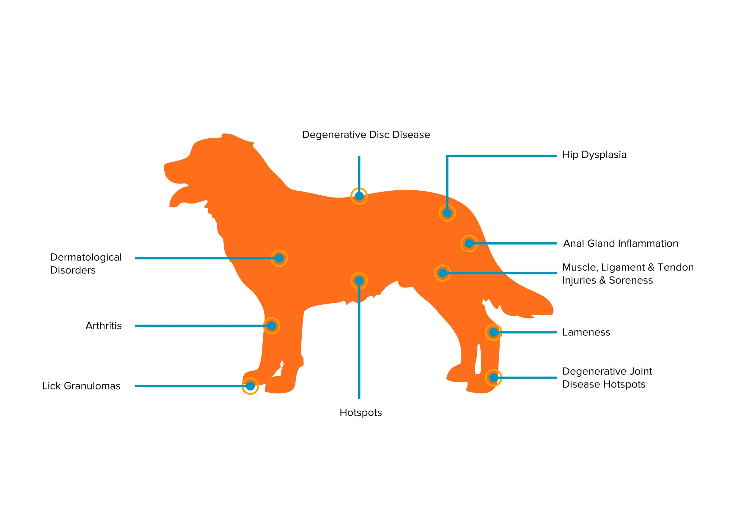 Dog Image-Updated-01.jpg