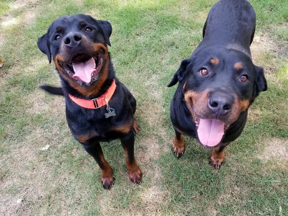 rottweiler adoptions near me