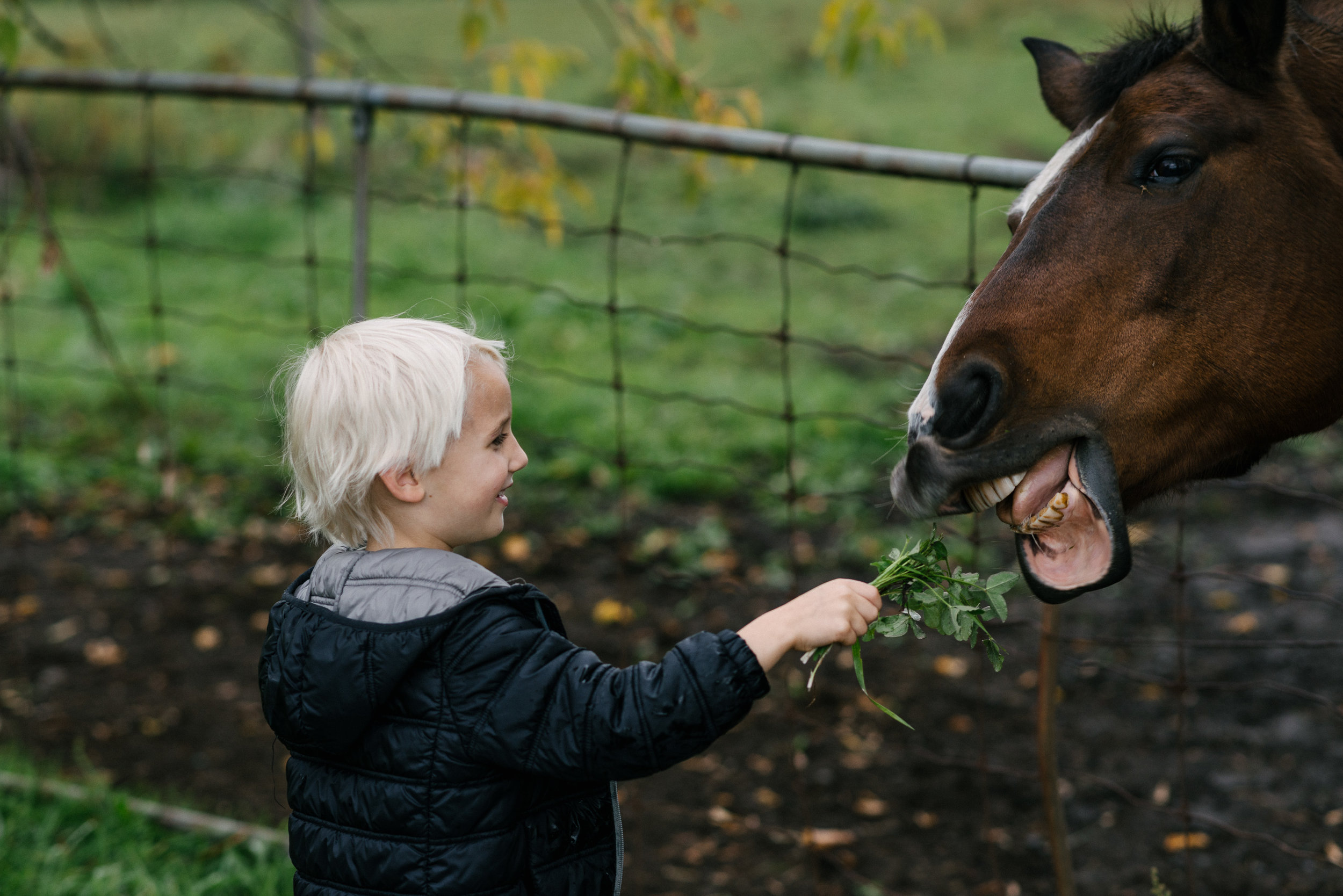 he hugged a horse, he fed another horse, and then when the horse