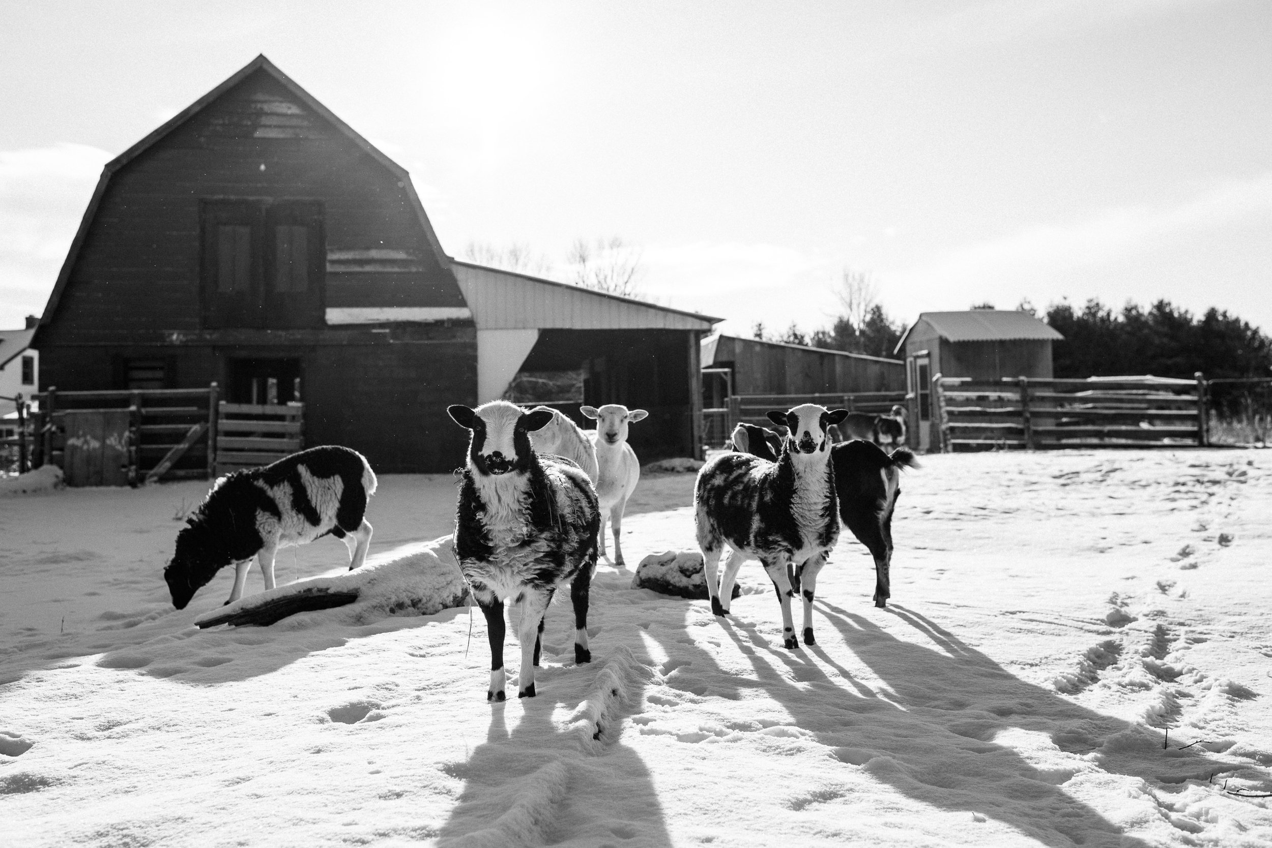 winter documentary photography viara mileva-104734vm.jpg