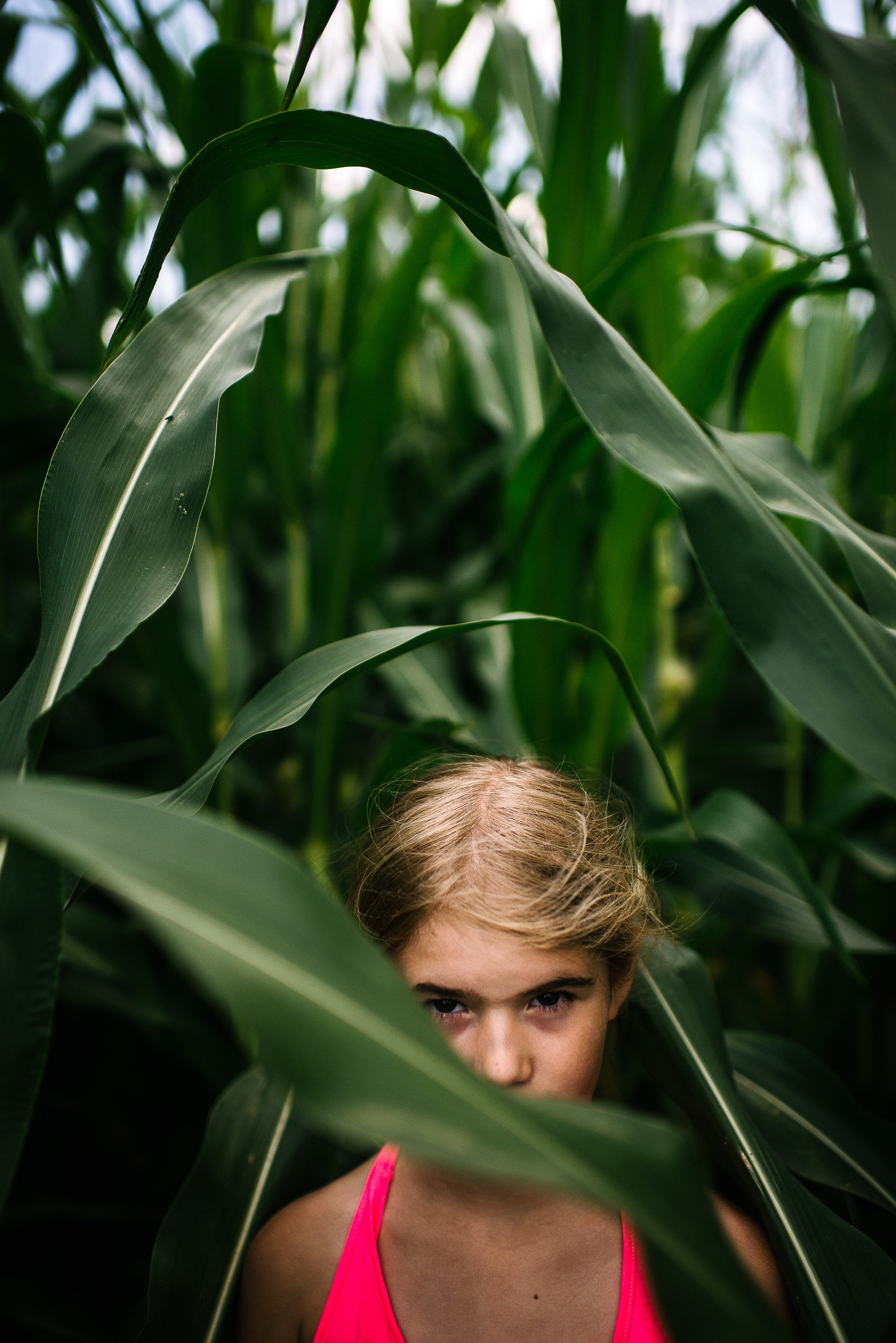 mysterious, in the corn