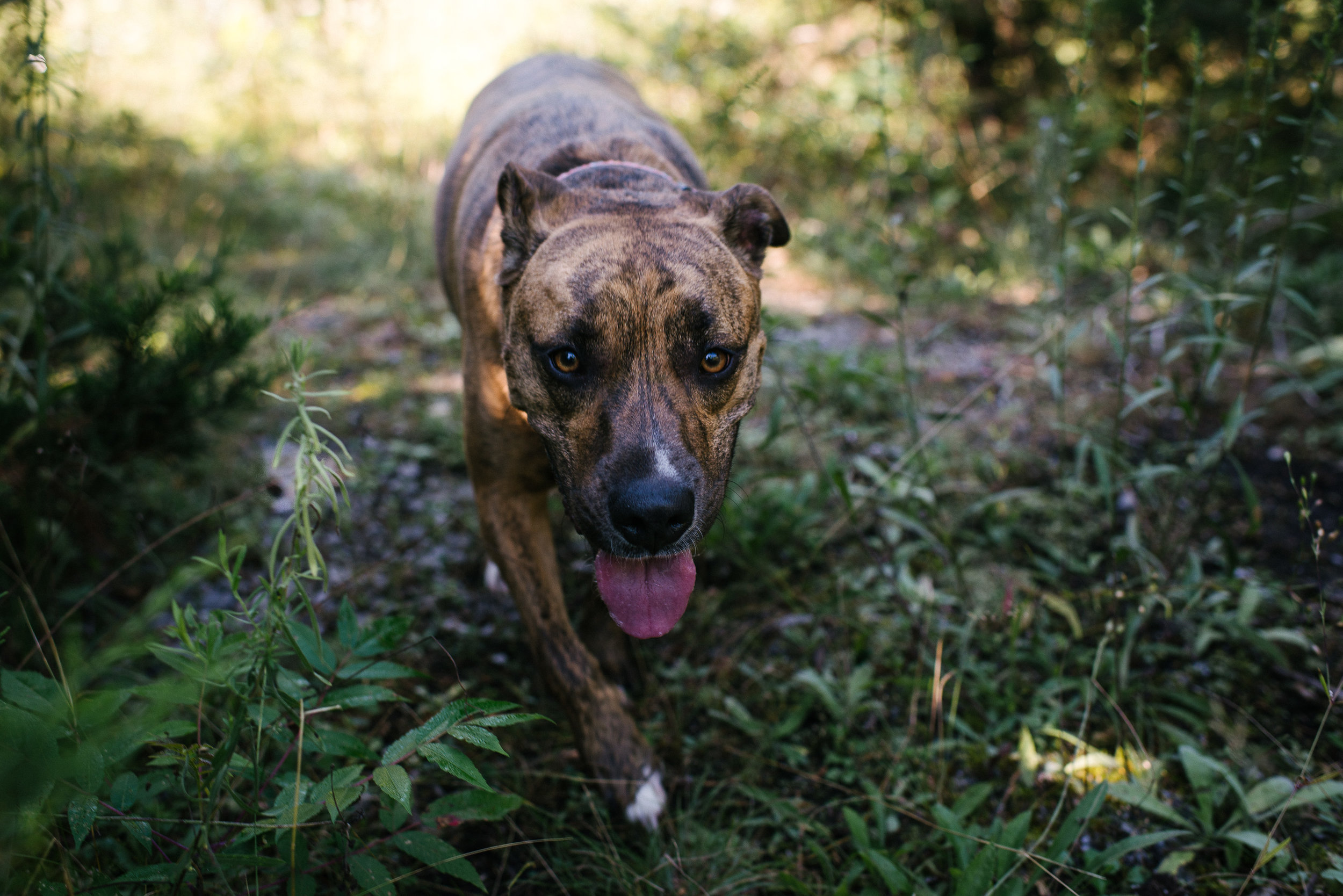 family documentary photography with cats and dogs-090347vm.jpg