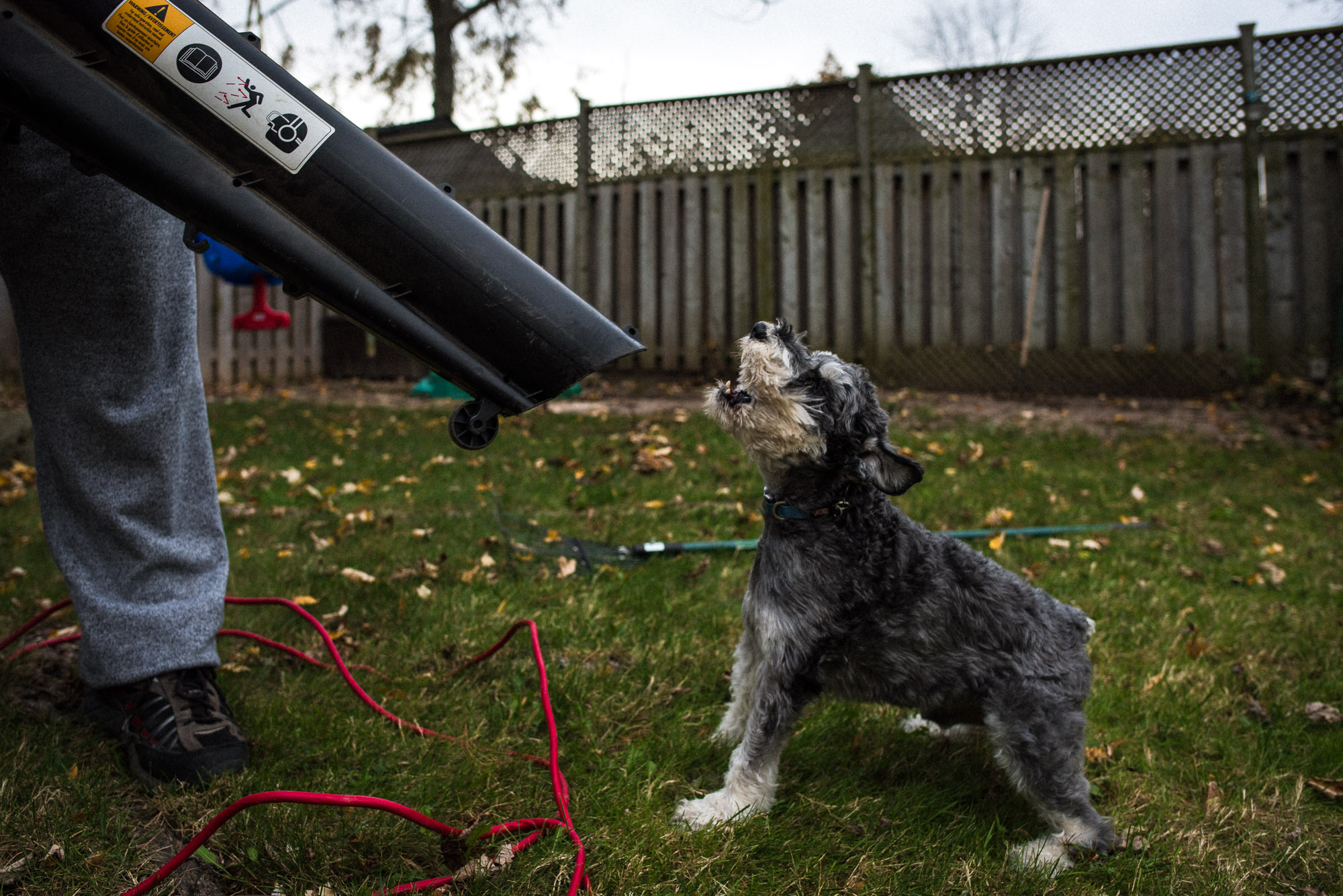 terrier dog looks up directly at leafblower