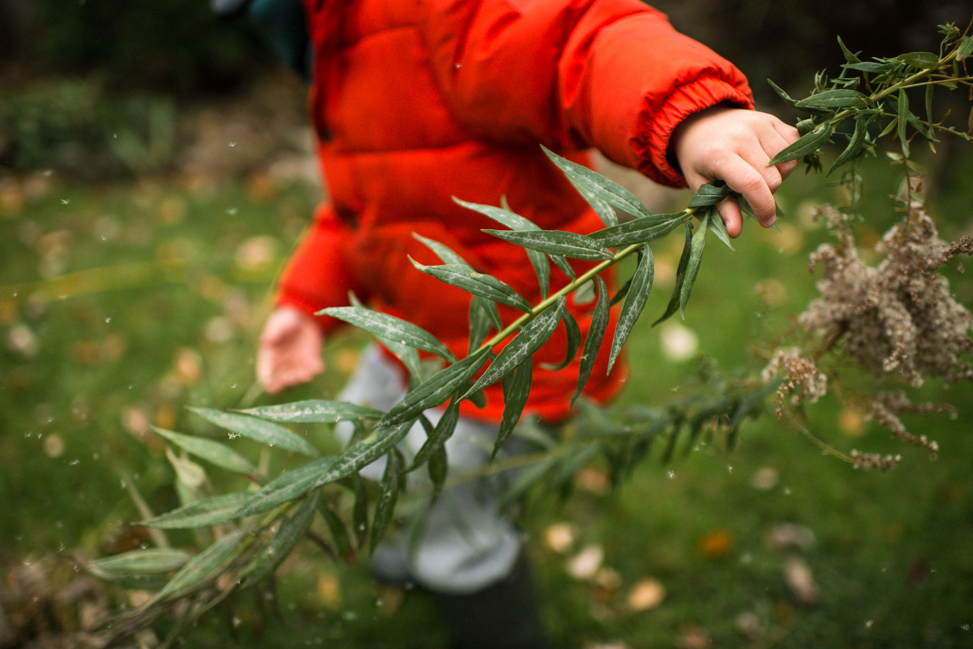 hand of boy in orange coat holds green shrubbery