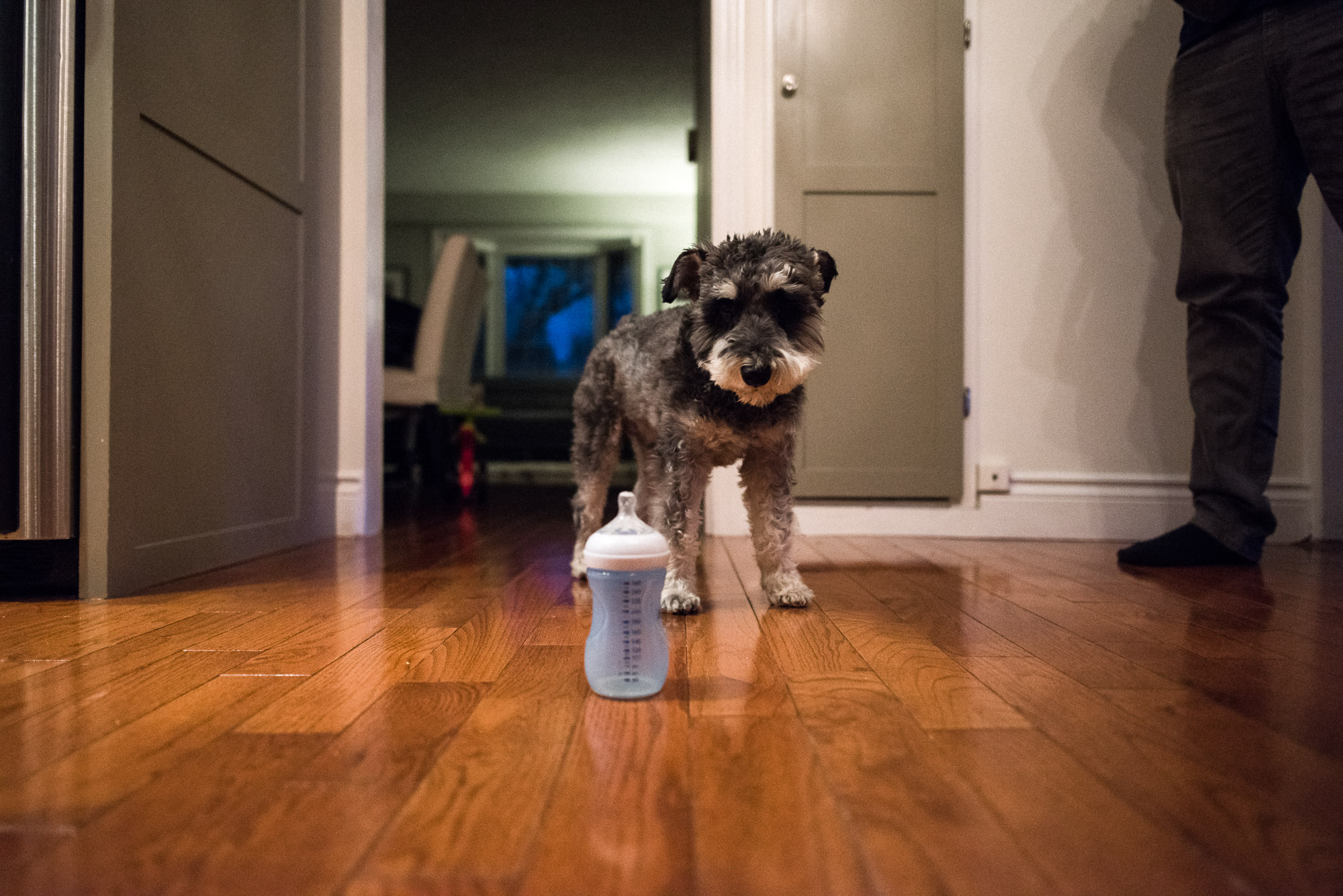 dog looks at baby bottle on the kitchen floor