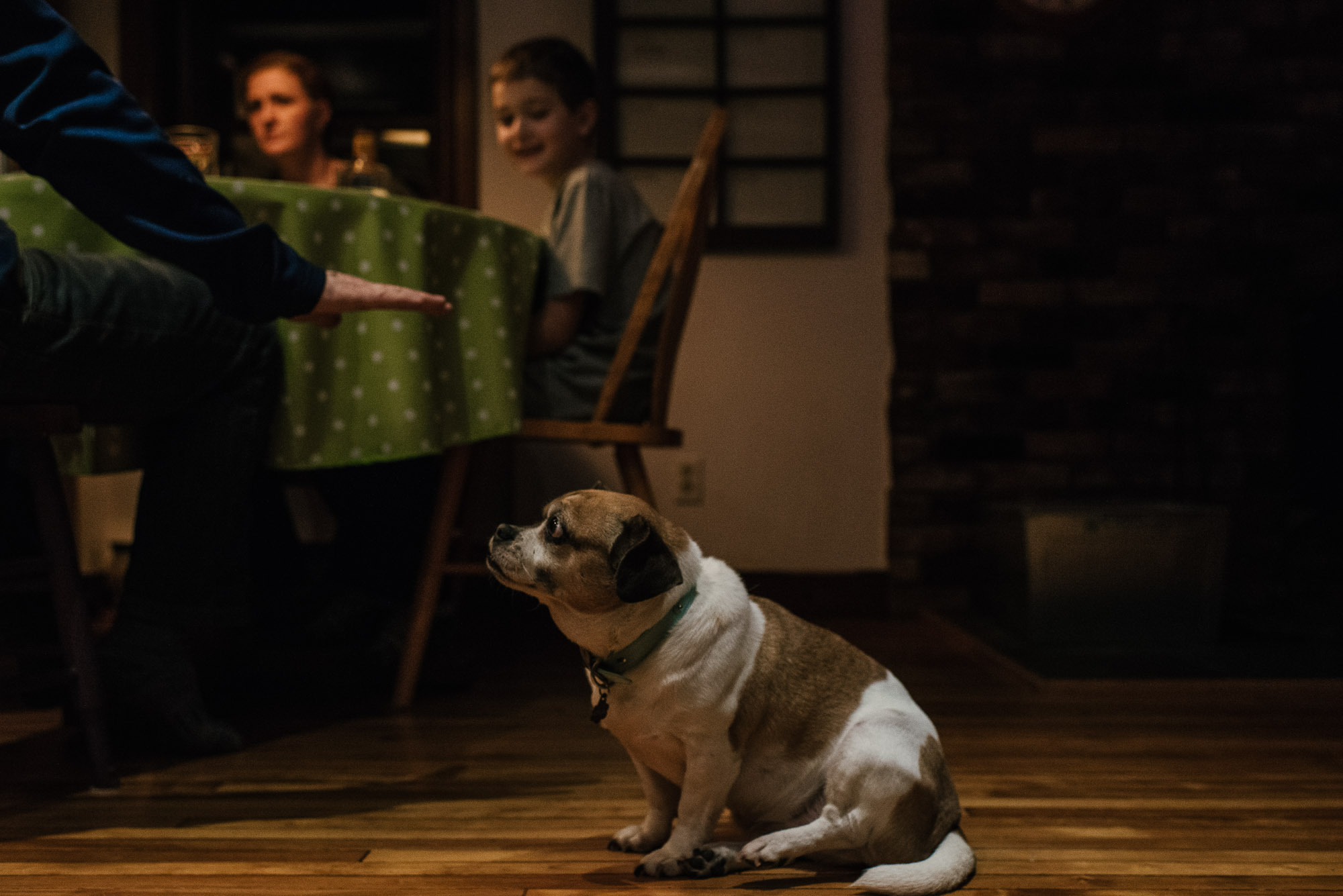 dog watches as family sits at the dinner table