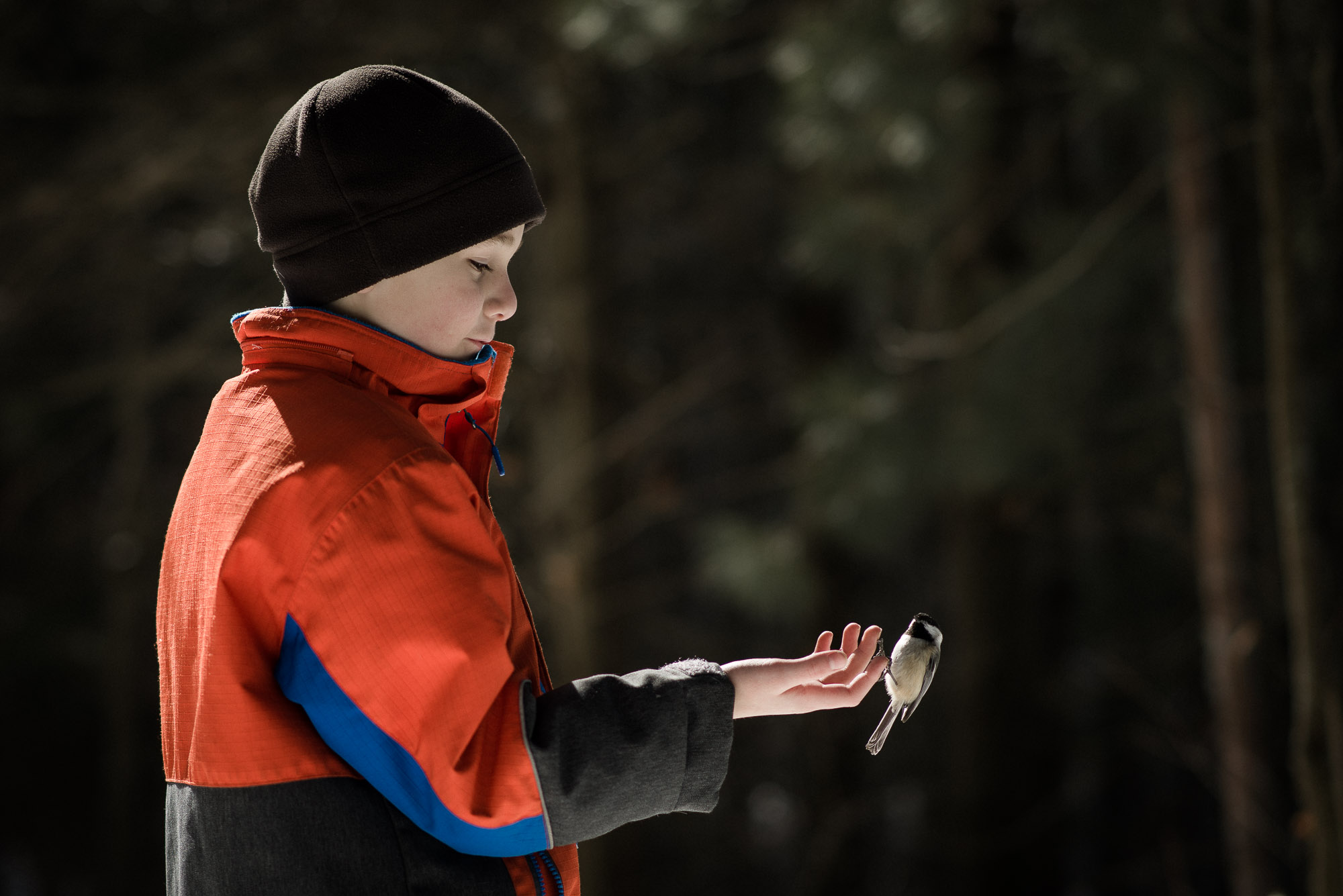 boy watches as chickadee eats seeds from his hand