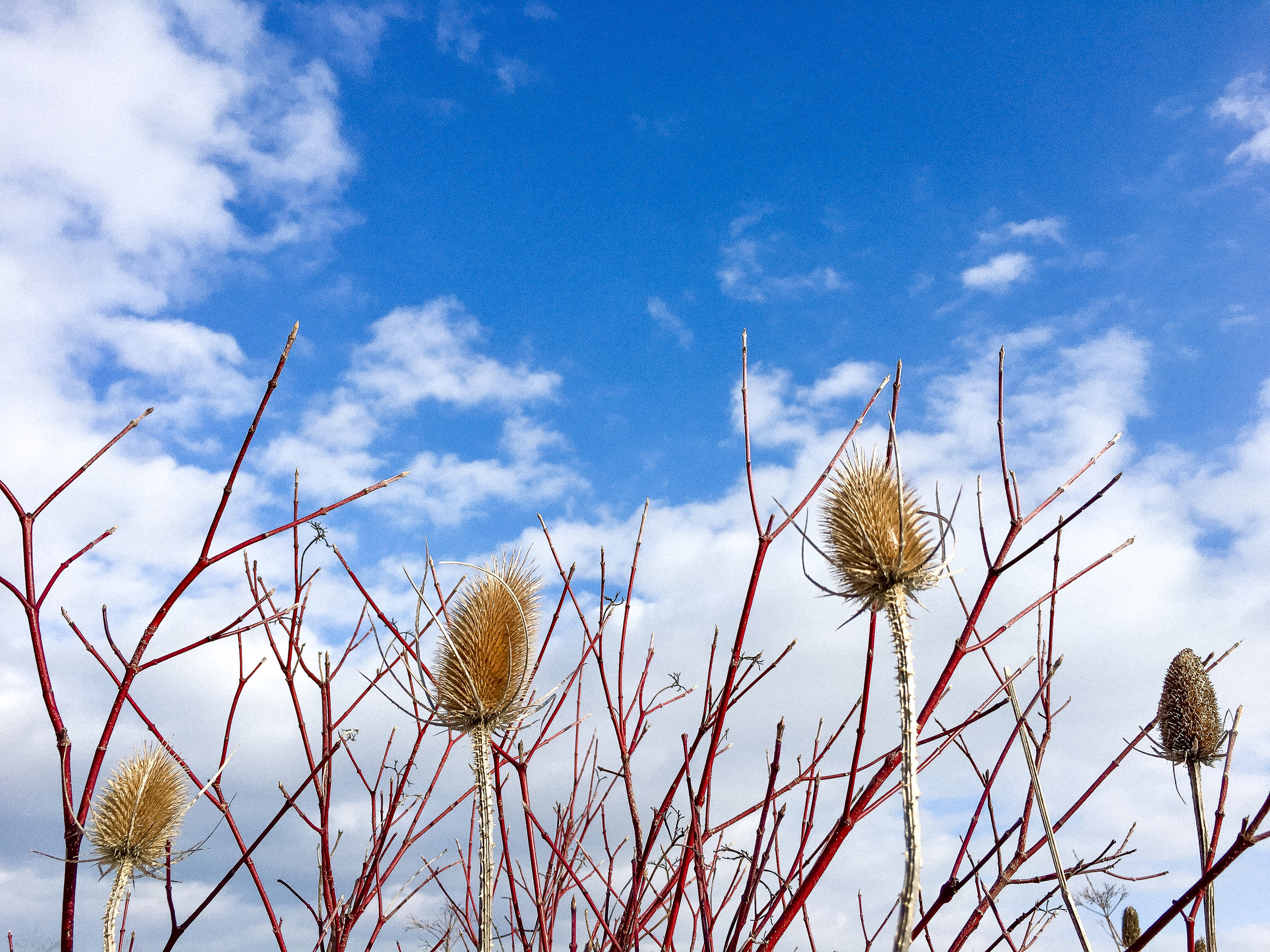 blue sky and thistle in ontario