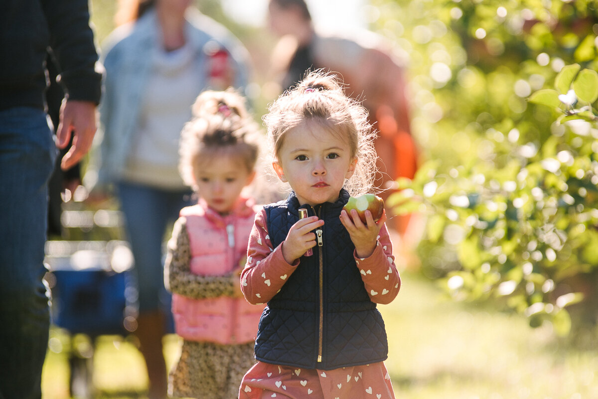 twin girls apple picking during year in the life family documentar photosession in kingston ontario at wynn farms